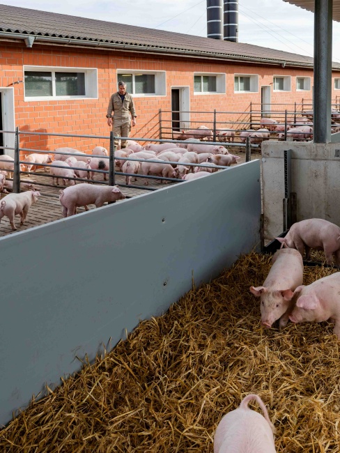 Zukunftsfelder im Fokus // Stallumbau für mehr Tierwohl
