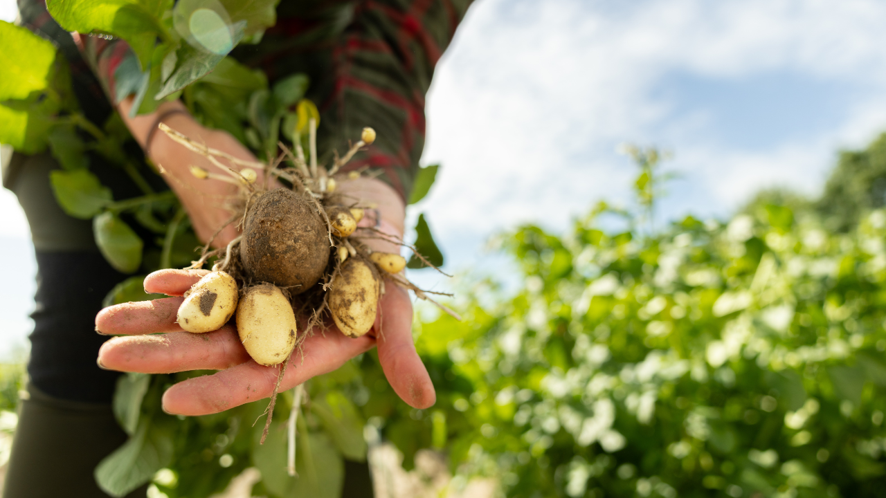 Auf dem Feld eines Ackerbaubetriebs hält ein Mensch frisch geerntete Qualitätskartoffeln in der Hand Auf dem Feld eines Ackerbaubetriebs hält ein Mensch frisch geerntete Qualitätskartoffeln in der Hand
