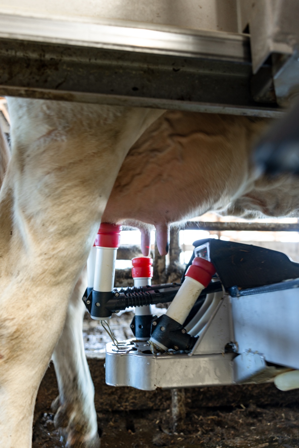 Die Kühe im Stall werden durch einen Melkroboter vollständig automatisch gemolken. Die Kühe im Stall werden durch einen Melkroboter vollständig automatisch gemolken.