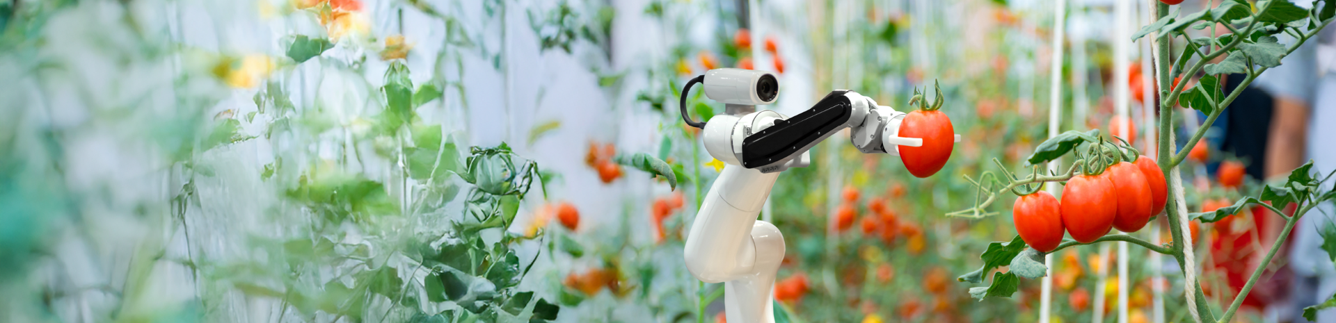 Im Vordergrund befindet sich ein weißer Roboterarm mit schwarzem Greifer, der sich zwischen Tomatenpflanzen bewegt. Die Tomaten hängen in leuchtend roten Trauben an grünen Stängeln. Im Hintergrund sind weitere Pflanzen und Stützstrukturen zu erkennen, die eine Gewächshausatmosphäre vermitteln.