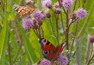 Wild flower margins for biogas in Lower Bavaria.  (F.R.A.N.Z. Project) | © Claudia Kriegebaum