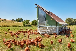 A full view of Dennis Hartmann’s portable henhouse. (Sustainable project: Hartmann farm)