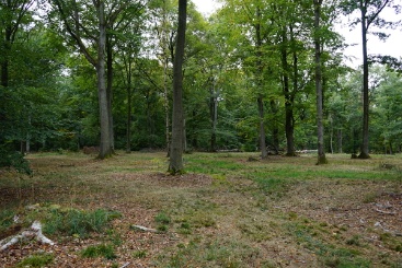 The Caspar David Friedrich Forest in the region of Wetterau in the state of Hesse. (Sustainable project: Caspar David Friedrich forest)