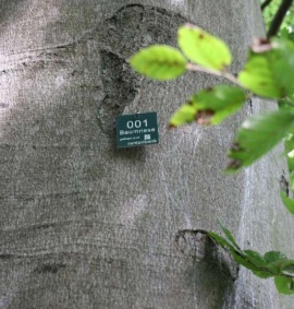 An environmentally-friendly plaque was attached to trees to identify them as ‘giant trees’. (Sustainable project: 1,000 giant trees)