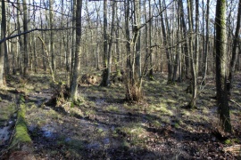 A permanently flooded forest. (Sustainable project: Wet feet)