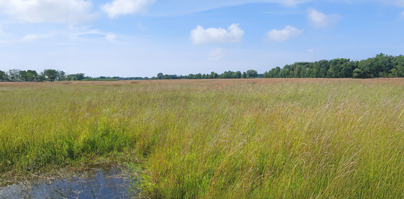 Weite Moorbodenfläche mit hohem Gras und einem kleinen Wasserbereich im Vordergrund unter blauem Himmel mit Wolken.