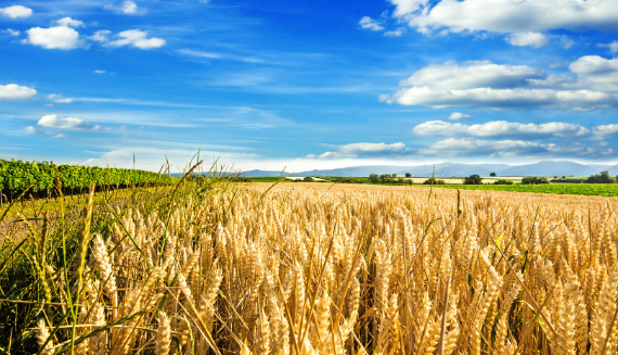 Im Vordergrund reife goldgelbe Ähren eines Getreidefelds, dahinter eine weite, flache Landschaft mit weiteren Feldern und einer Baumreihe am Horizont. Der Himmel ist intensiv blau mit weißen, locker verteilten Wolken. Die Szene wirkt sonnig und klar.