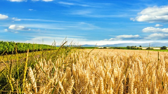 Investitionsprogramm Landwirtschaft des Bundes