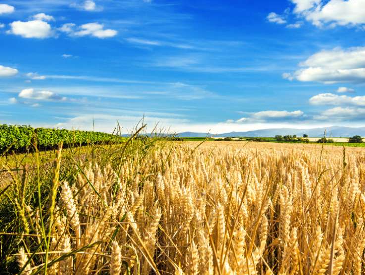 Investitionsprogramm Landwirtschaft des Bundes