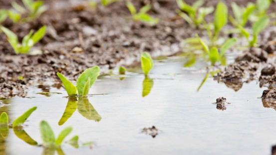 Liquiditätssicherungsdarlehen für unwettergeschädigte landwirtschaftliche Betriebe