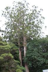 large Kauri-tree