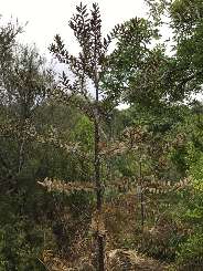 small Kauri-tree